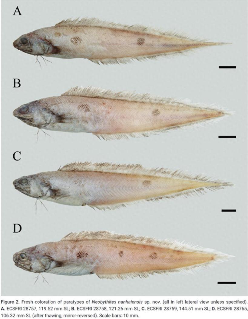 上海科研团队发现鱼类新物种：体侧有2枚或3枚黑色眼状斑