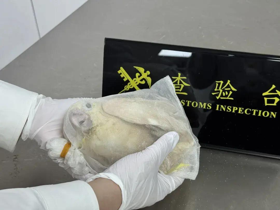 海关查获两名旅客在各自裤子口袋内藏匿活体鹦鹉，共计2只，为葵花凤头鹦鹉和金头凯克鹦鹉，均被列入《濒危野生动植物种国际贸易
