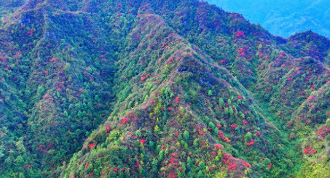 重庆酉阳：山羊村红叶进入最佳观赏期 层林尽染引客来