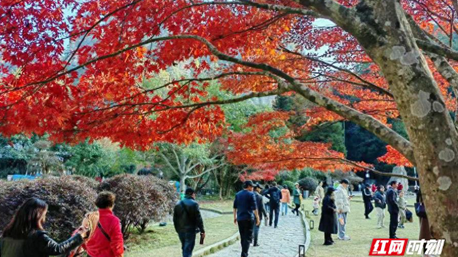 “霜叶红于二月花” 张家界国家森林公园初冬绚烂枫叶迎客来