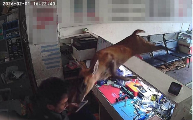 手机店突然闯入赤麂，店主误认是“疯狗”跳上柜台避险！已放归山林