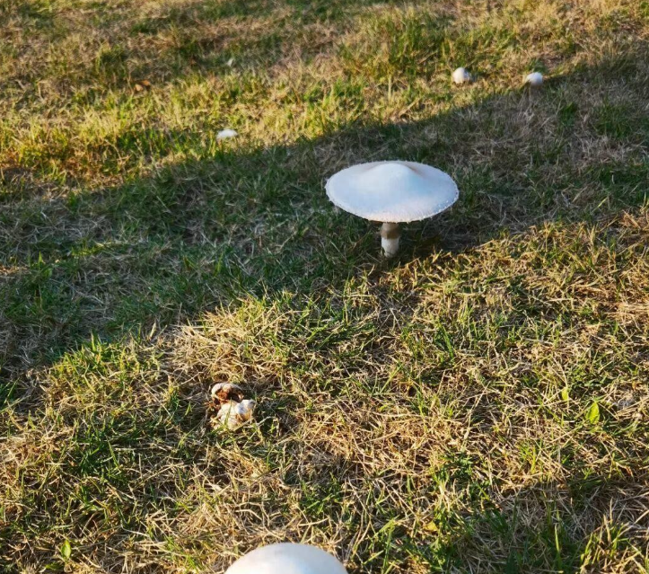 深圳一对夫妻喝汤后双双入院！官方紧急提醒：白毒伞毒性极强，死亡率高