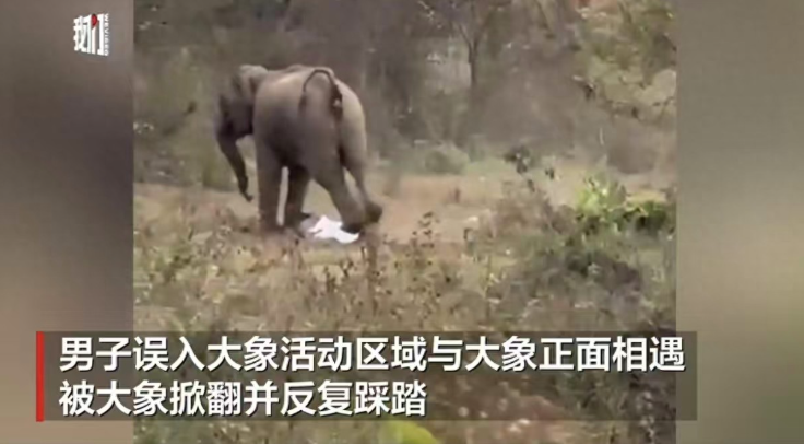 印度一男子遭大象掀翻反复踩踏，死里逃生画面曝光
